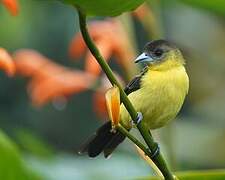 Lemon-rumped Tanager