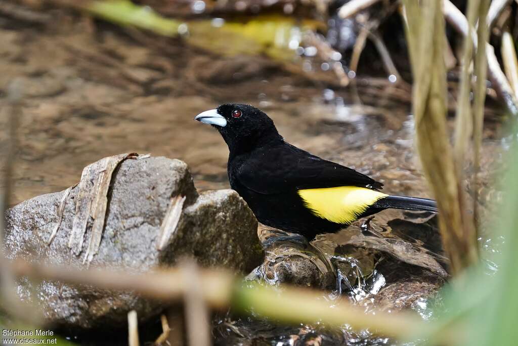 Lemon-rumped Tanager male adult, pigmentation, drinks