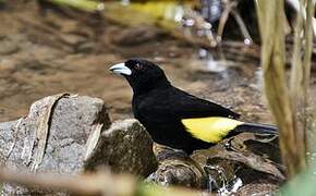 Lemon-rumped Tanager