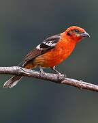 Flame-colored Tanager