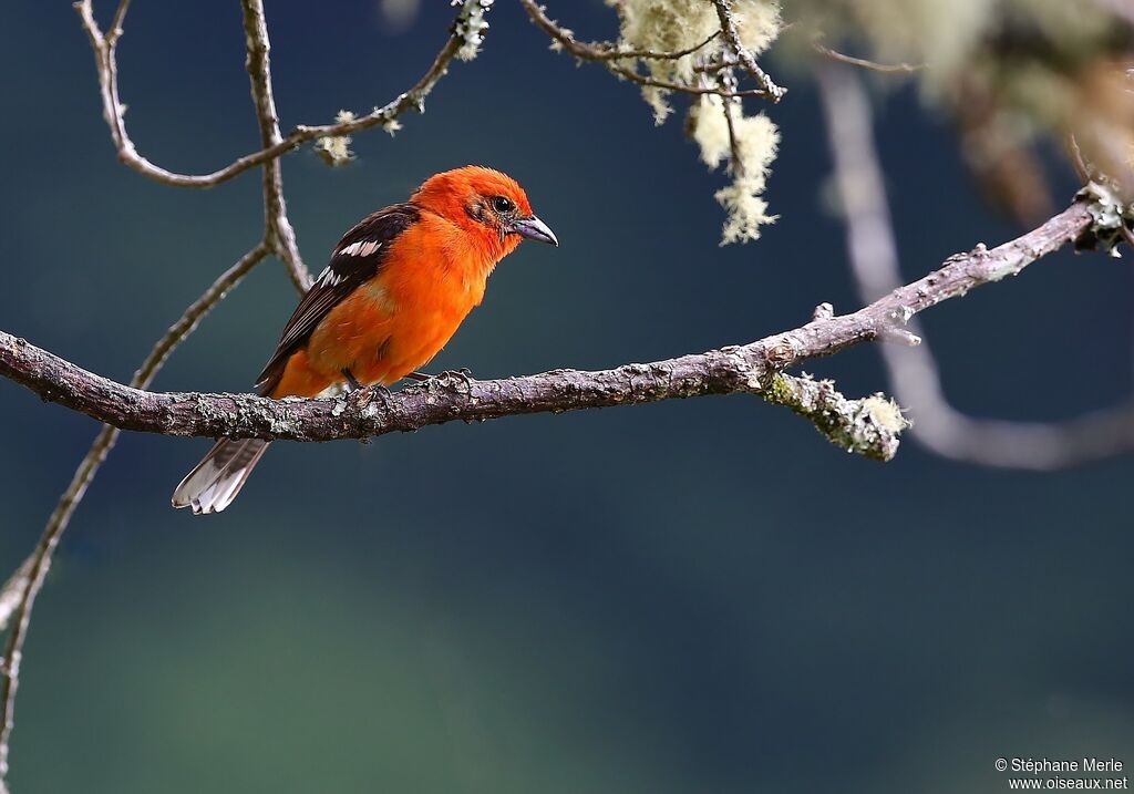 Flame-colored Tanager male adult