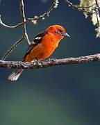 Flame-colored Tanager