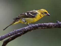 Flame-colored Tanager