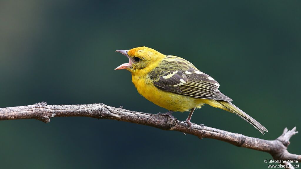 Flame-colored Tanager female adult