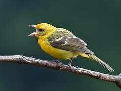 Flame-colored Tanager