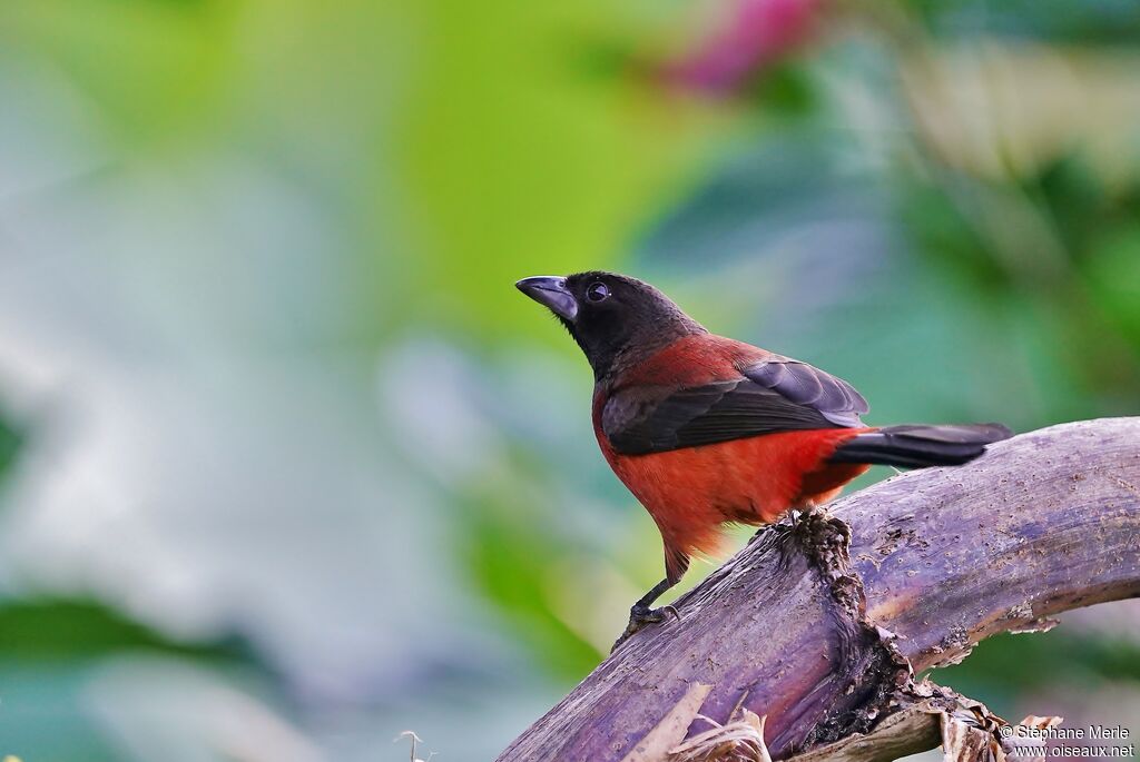 Crimson-backed Tanager male adult