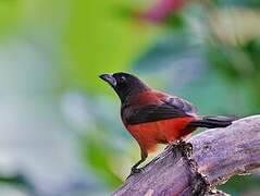 Crimson-backed Tanager