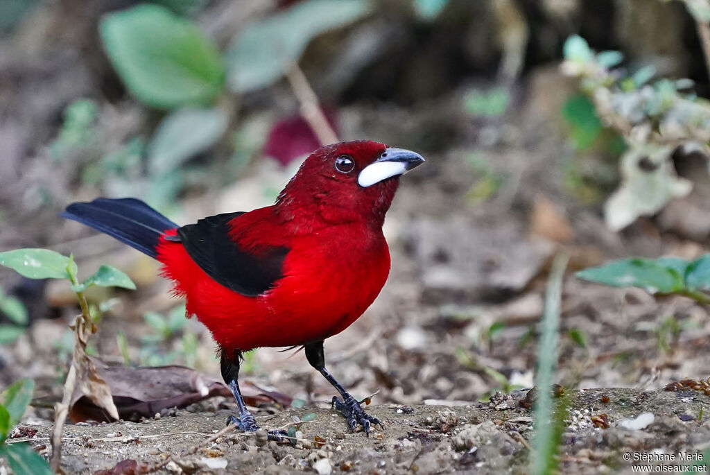 Tangara à dos rouge mâle adulte