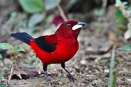 Crimson-backed Tanager