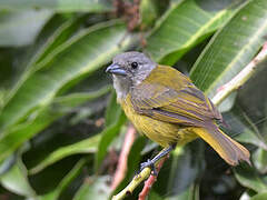 White-shouldered Tanager