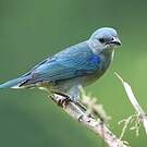 Tangara à épaulettes bleues