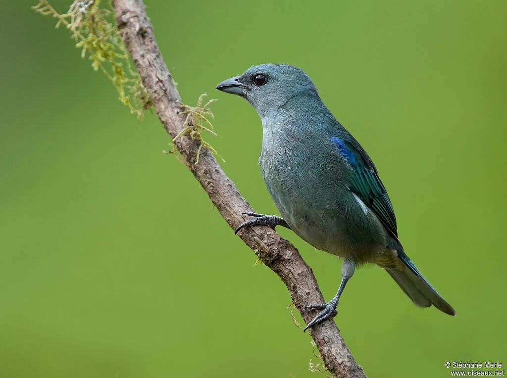 Azure-shouldered Tanageradult