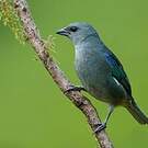 Tangara à épaulettes bleues