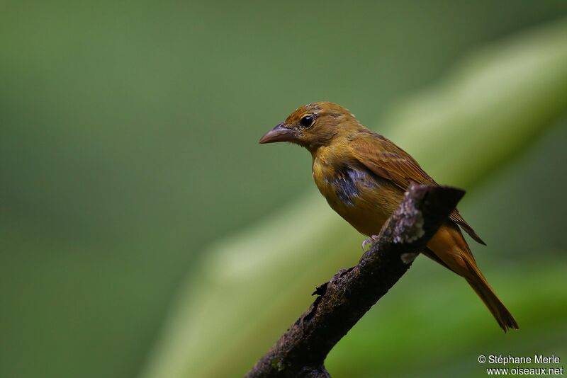 White-lined Tanager female adult