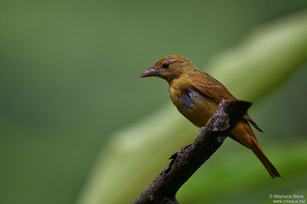 White-lined Tanager female adult