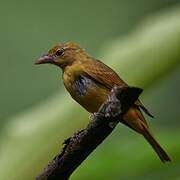 White-lined Tanager