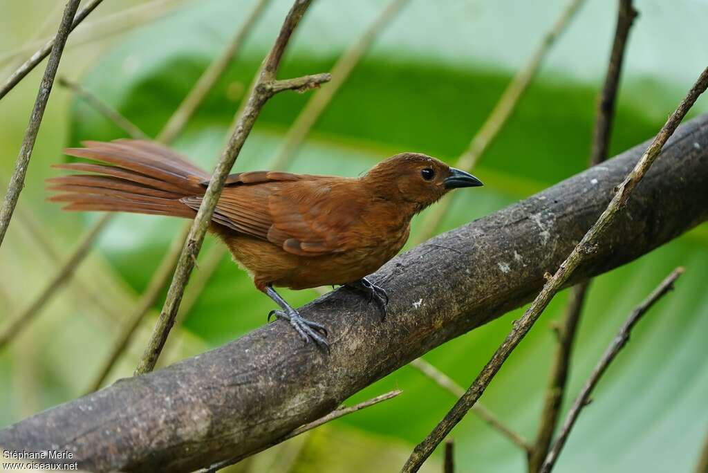 White-lined Tanagerjuvenile, identification