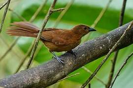 White-lined Tanager