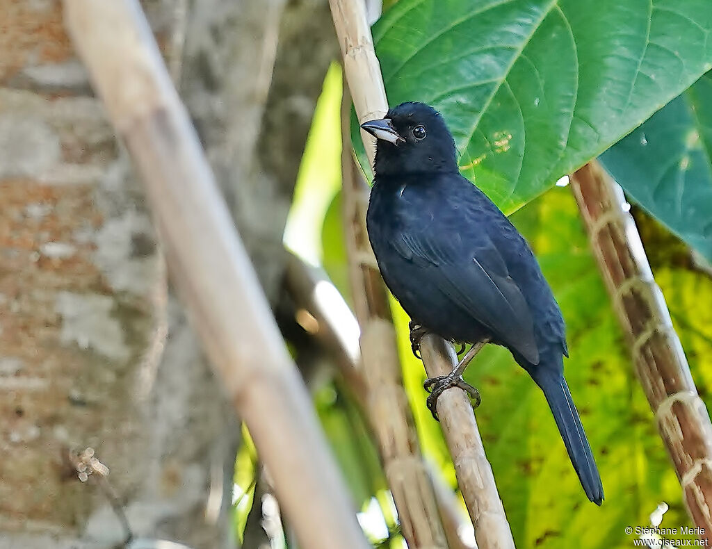 White-lined Tanager male adult