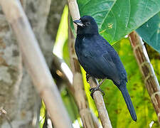 White-lined Tanager