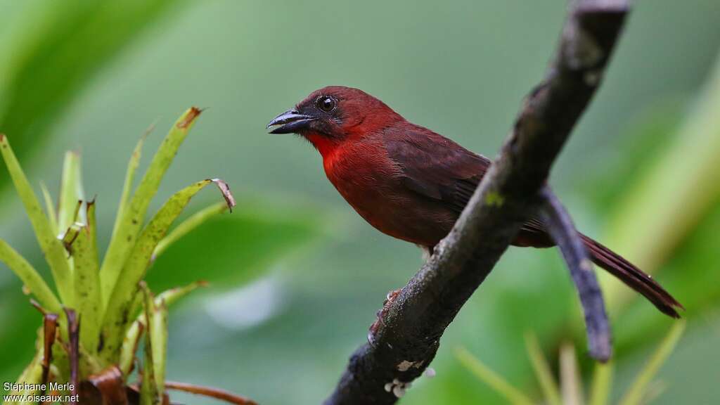 Tangara à gorge rouge mâle adulte, identification