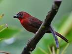 Tangara à gorge rouge