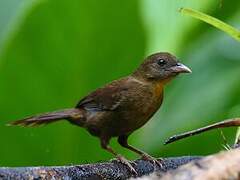 Red-throated Ant Tanager