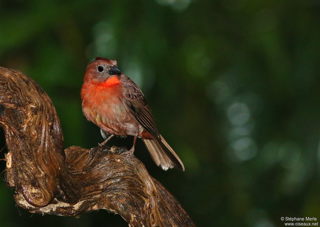 Red-throated Ant Tanager male adult