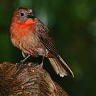 Tangara à gorge rouge