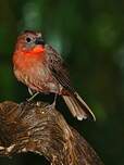 guêpière rouge gorge