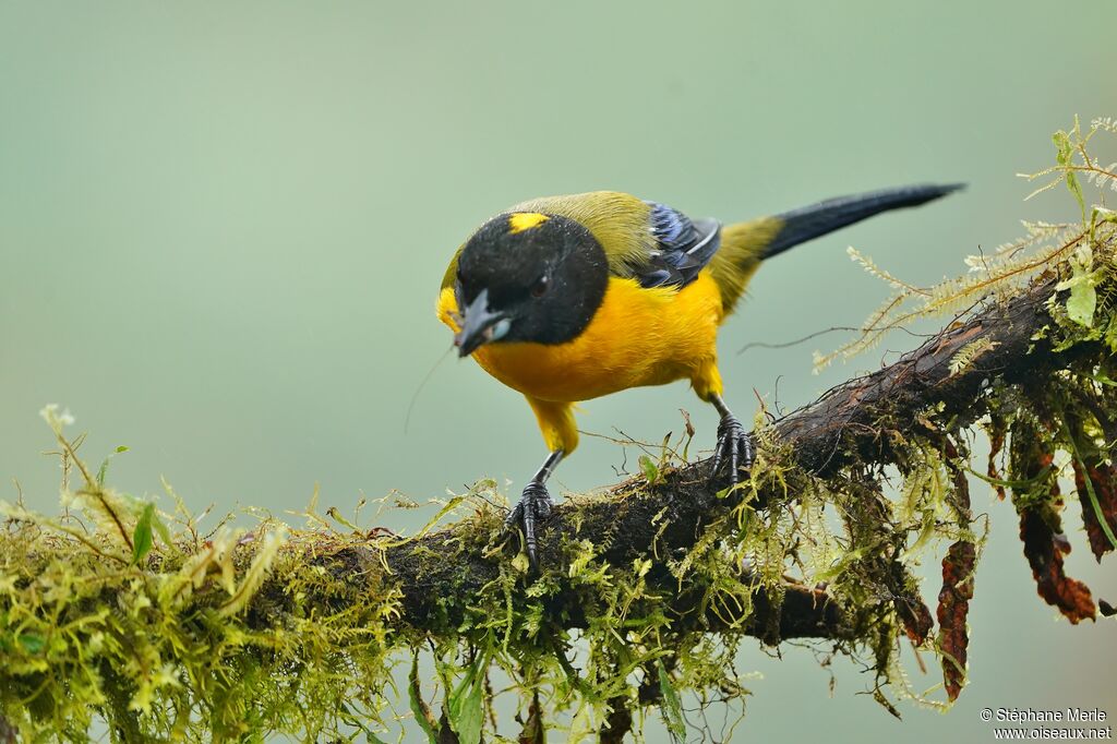 Black-chinned Mountain Tanageradult