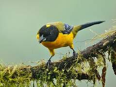 Black-chinned Mountain Tanager