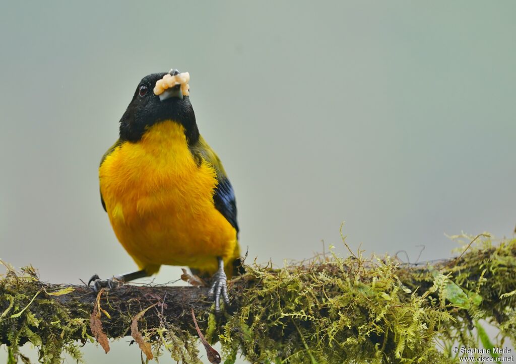 Black-chinned Mountain Tanageradult