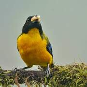 Black-chinned Mountain Tanager