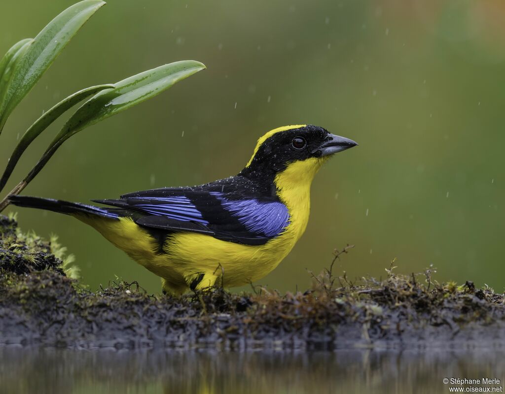 Blue-winged Mountain Tanageradult