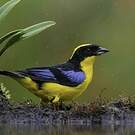 Tangara à nuque jaune