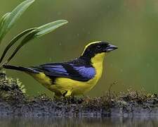 Tangara à nuque jaune