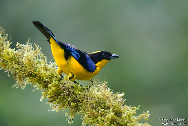Blue-winged Mountain Tanageradult