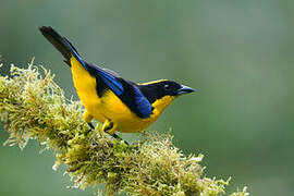 Blue-winged Mountain Tanager