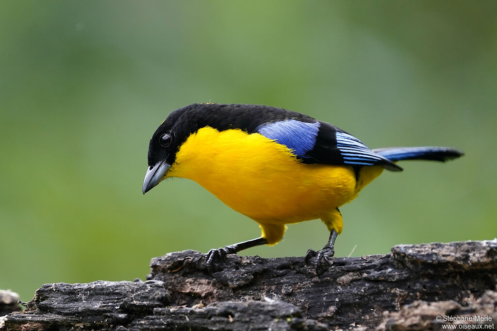 Blue-winged Mountain Tanageradult