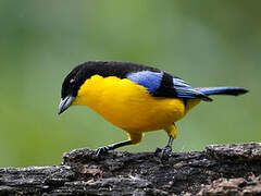 Blue-winged Mountain Tanager