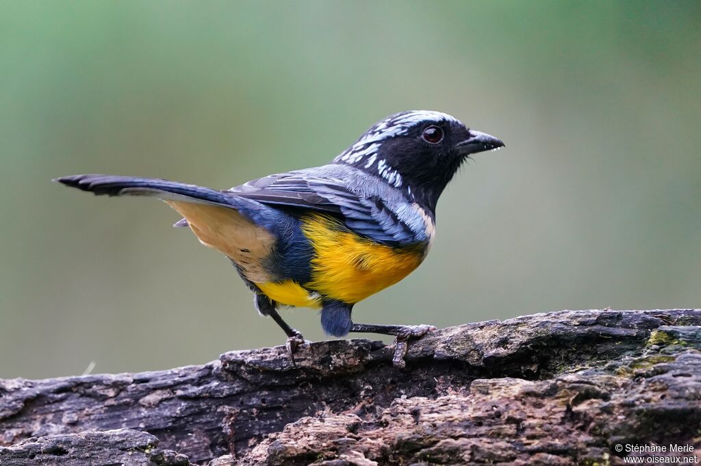 Buff-breasted Mountain Tanageradult