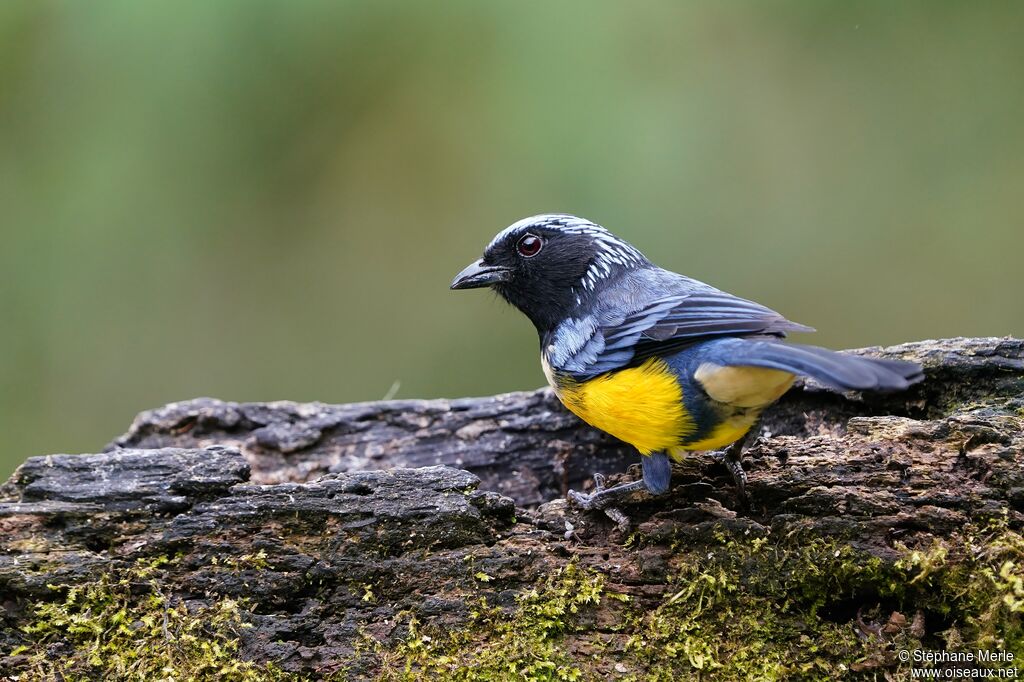 Buff-breasted Mountain Tanageradult