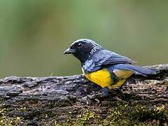 Buff-breasted Mountain Tanager