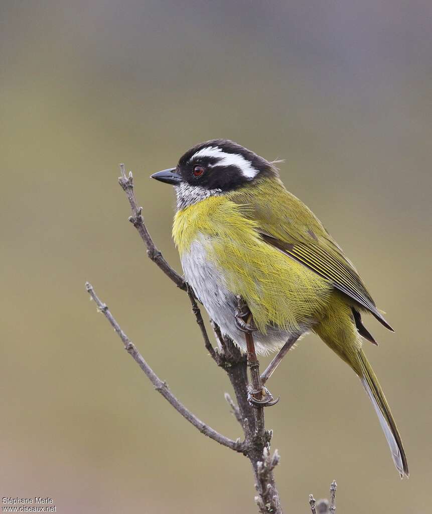 Sooty-capped Chlorospingusadult, identification