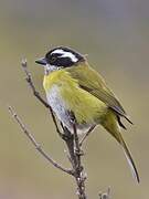 Sooty-capped Bush Tanager