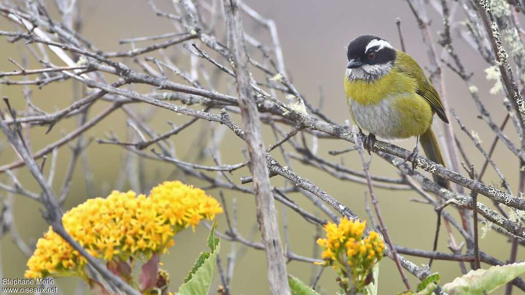 Sooty-capped Chlorospingusadult, habitat, pigmentation