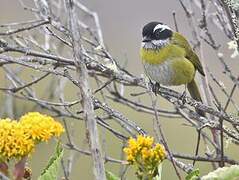 Sooty-capped Bush Tanager