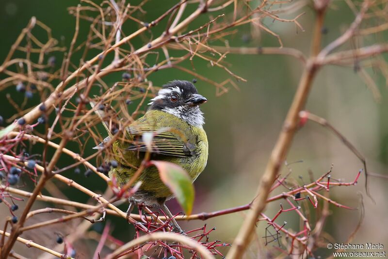 Sooty-capped Chlorospingusadult
