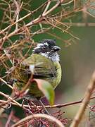 Sooty-capped Bush Tanager